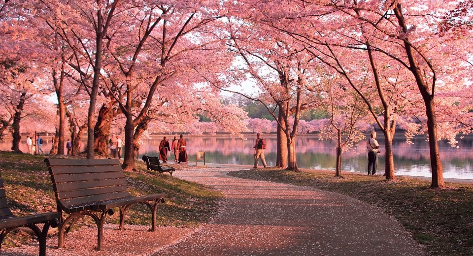 Cherry+Blossom+Path_forWeb