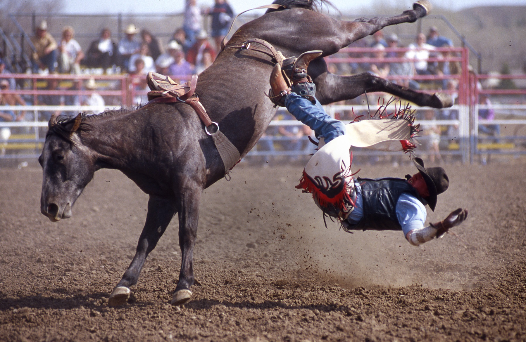 Rodeo romp at Miles City Bucking Horse sale